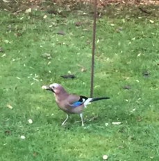 2015-12-23 09.18.48-1